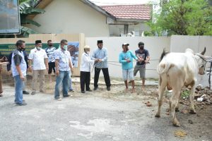 Pemprov  Sulteng Sembelih 166 Ekor Hewan Kurban, Salah Satunya Bantuan Presiden RI