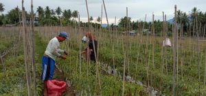 Pendampingan Ketahanan Pangan BMD dan Baznas