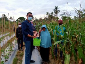 Pjs. Bupati Sigi Panen Jagung Bersama Kelompok Wanita Tani