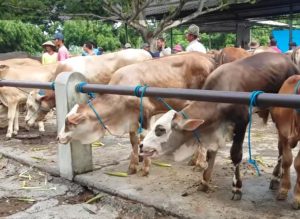 Badan Ketahanan Pangan Kementan RI Pastikan Ketersediaan Daging Sapi Jelang Lebaran Aman