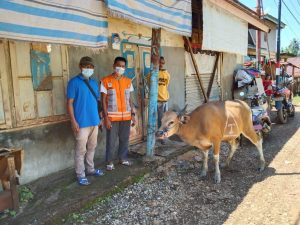 Momen Idul Adha 1442/H, PT. Trinusa Dharma Utama Kurban 7 Ekor Sapi