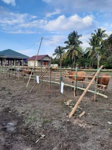 Meski Situasi Pandemi Desa Lembontonara di Morut, Kurban 24 Ekor Sapi dan 1 Ekor Kambing Momen Idul Adha 1442 H
