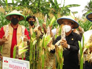 Bupati Sigi dan Wakajati Sulteng Panen Jagung Bersama KWT Sintuwu Maroso