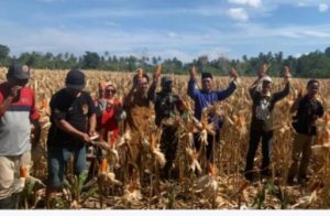 Panen Jagung Perdana Program RMP di Parimo, Petani Hasilkan Rp. 28 Juta Per Hektar