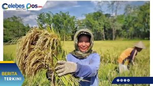 Kelompok Tani Padaidi di Luwu Timur, Manfaatkan Irigasi Program PKPM PT. Vale