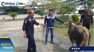 PT. TDU Sumbang 9 ekor Sapi Kurban