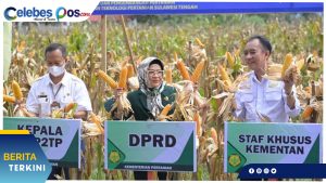 Nilam Sari Lawira Panen Jagung Bersama di Sigi