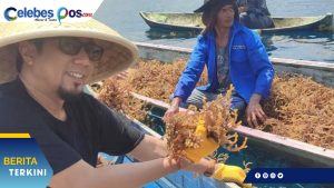 Ihsan Basir Dorong Peningkatan Produksi Rumput Laut Bangkep
