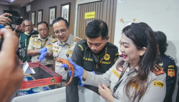 Aksi Penyelundupan Satwa dalam Kaus Kaki hingga Celana Berhasil Digagalkan